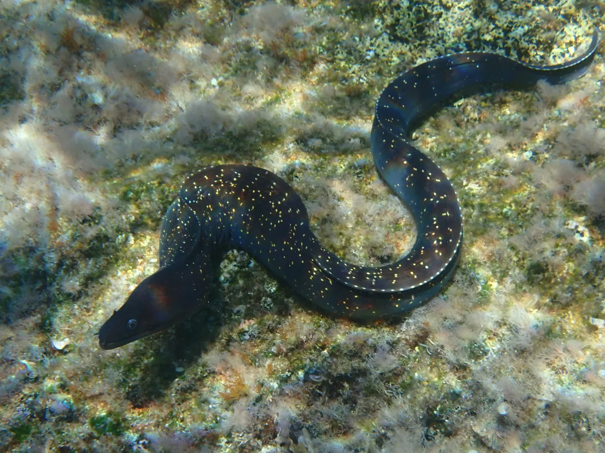 Mediterranean Moray