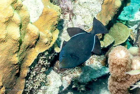 Black Triggerfish
