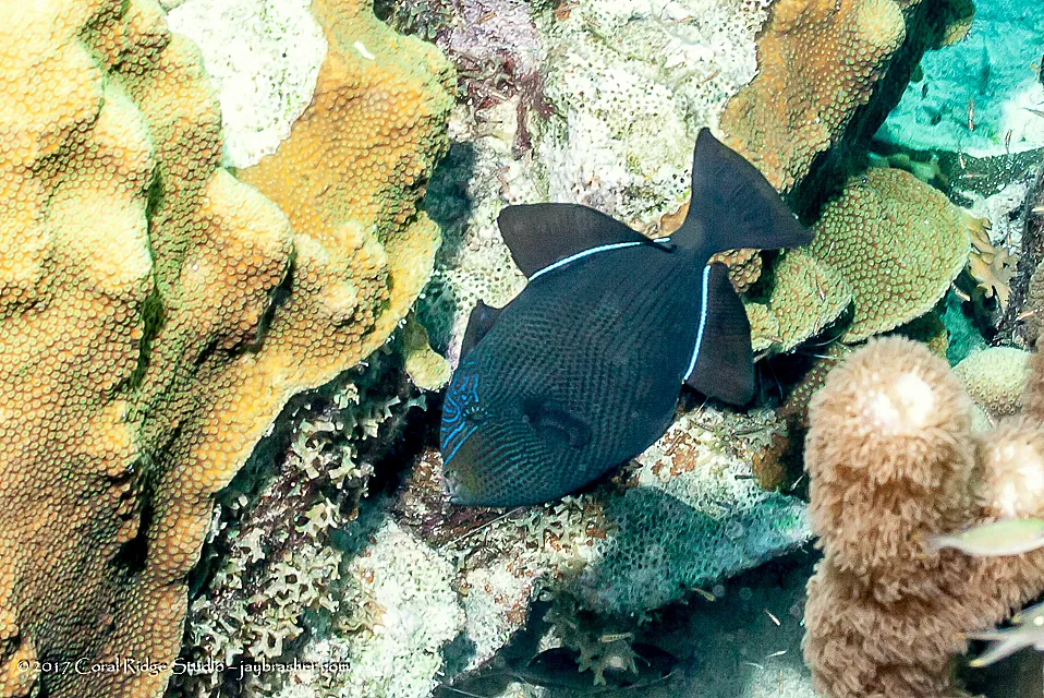 Black Triggerfish
