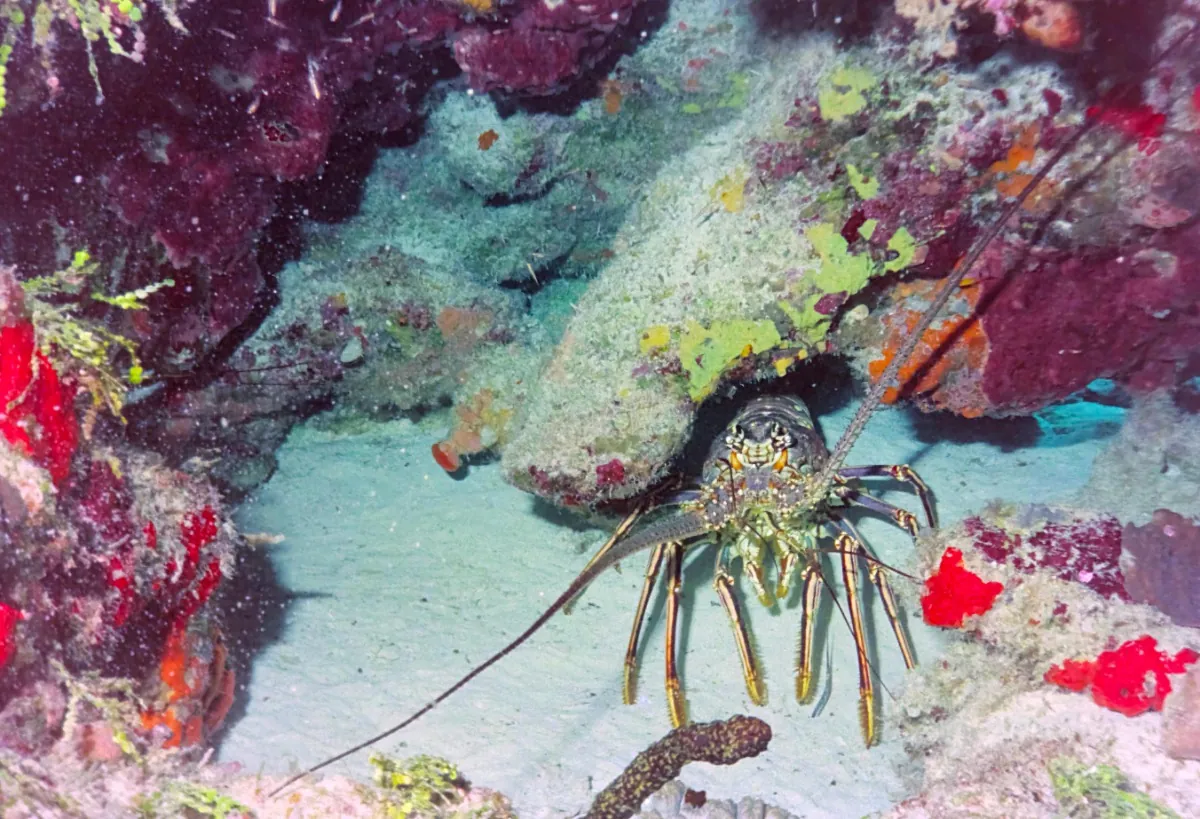 Spiny Lobster