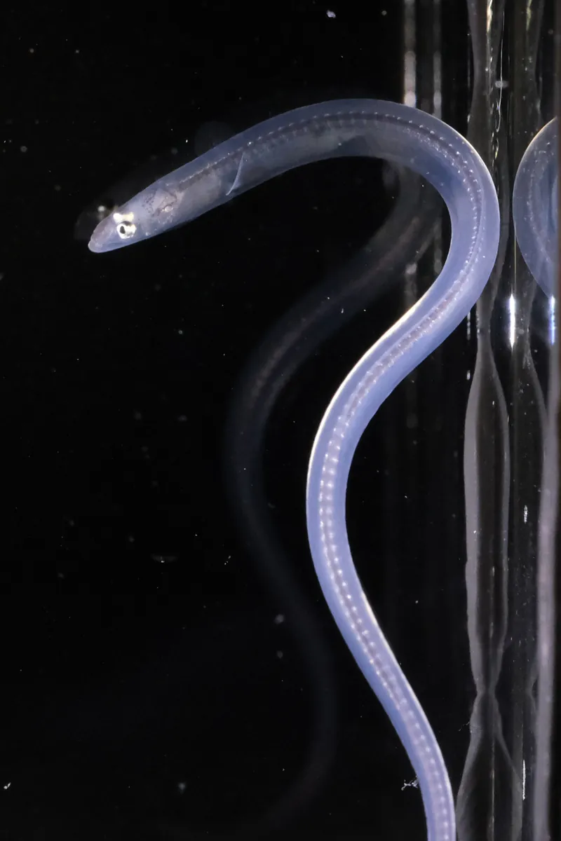 European eel