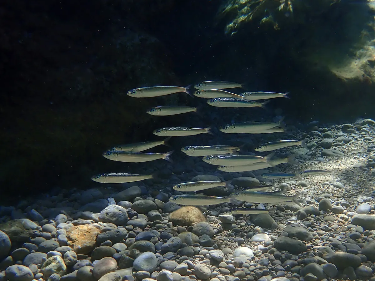 Round sardinella