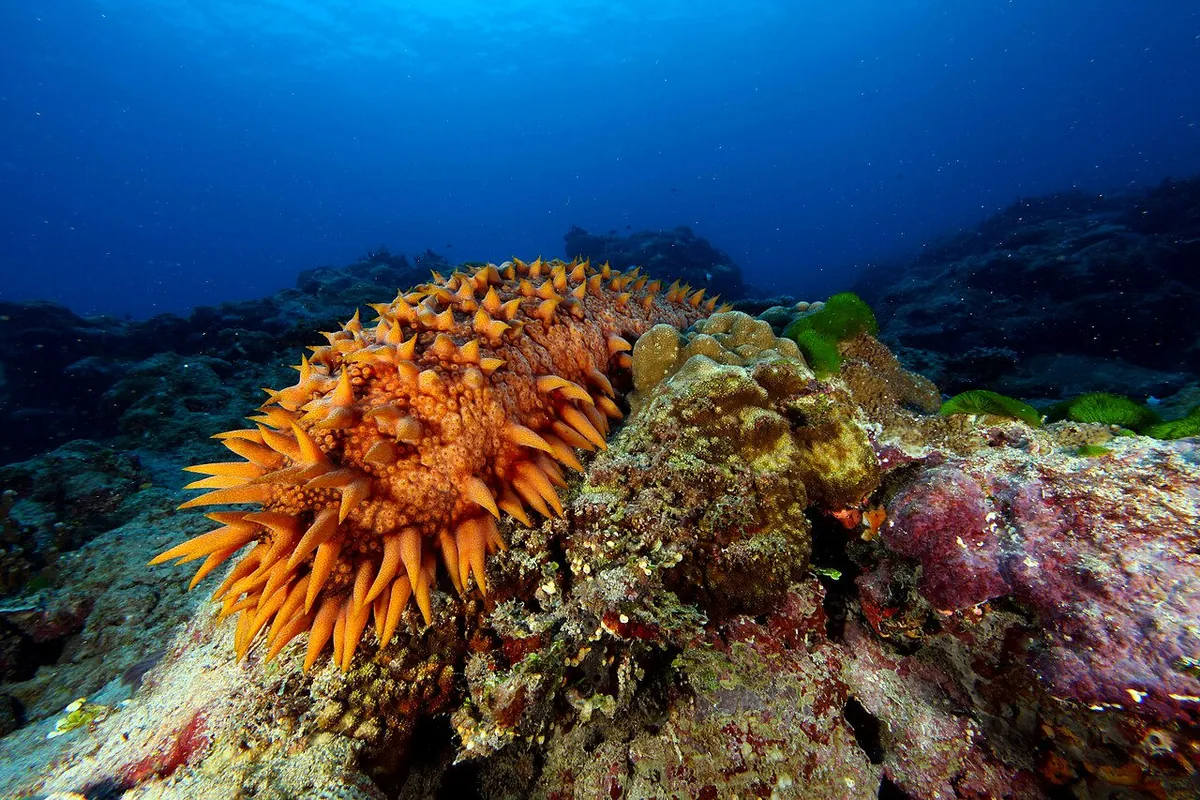 Sea cucumbers