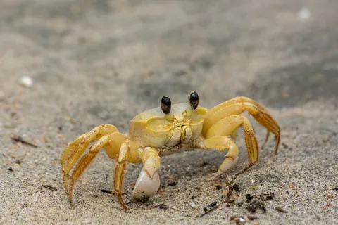 Atlantic Ghost Crab