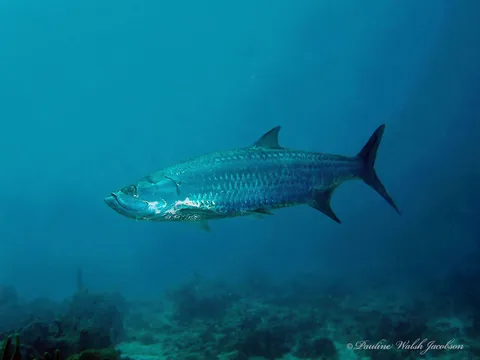 Tarpons