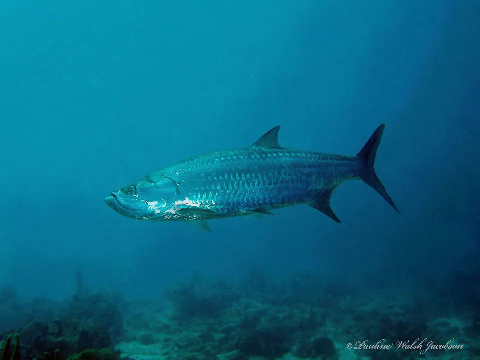 Tarpons