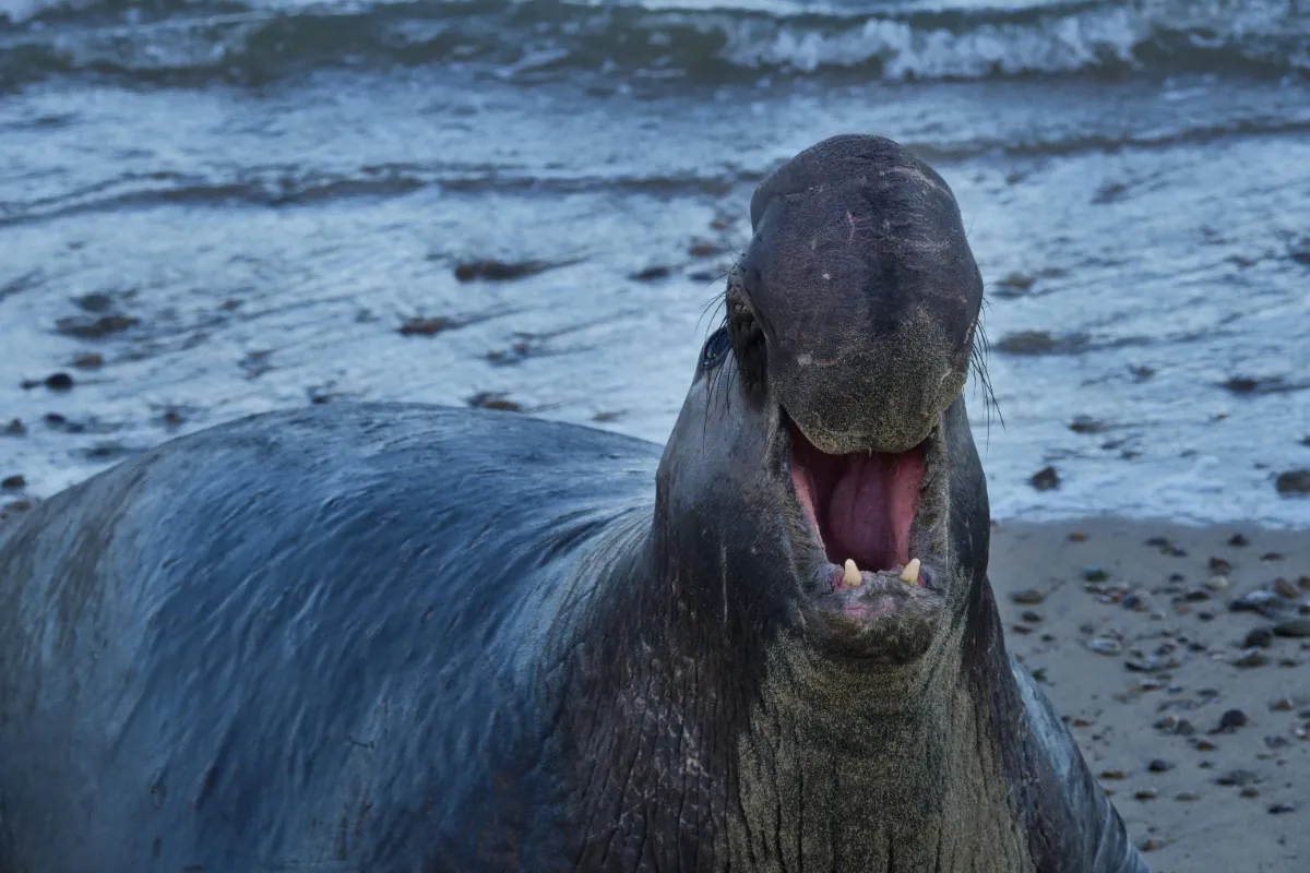 Elephant Seal