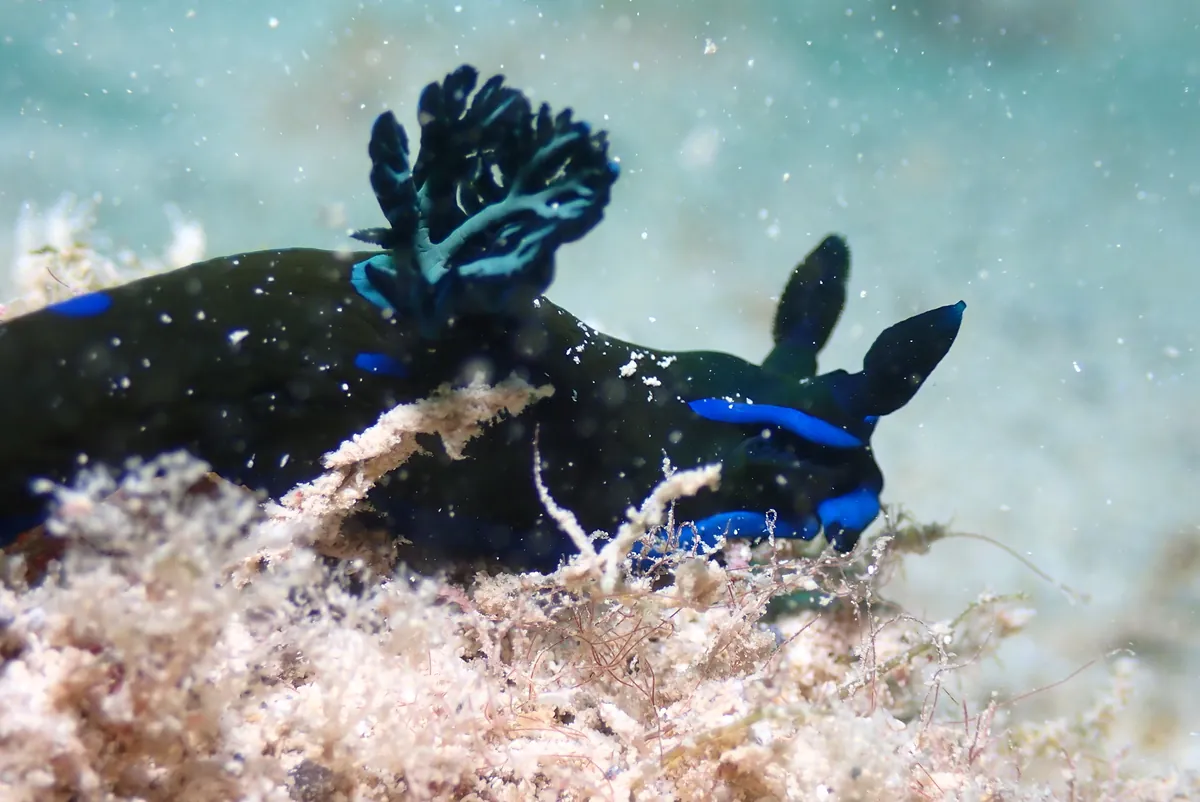 Gloomy Nudibranch