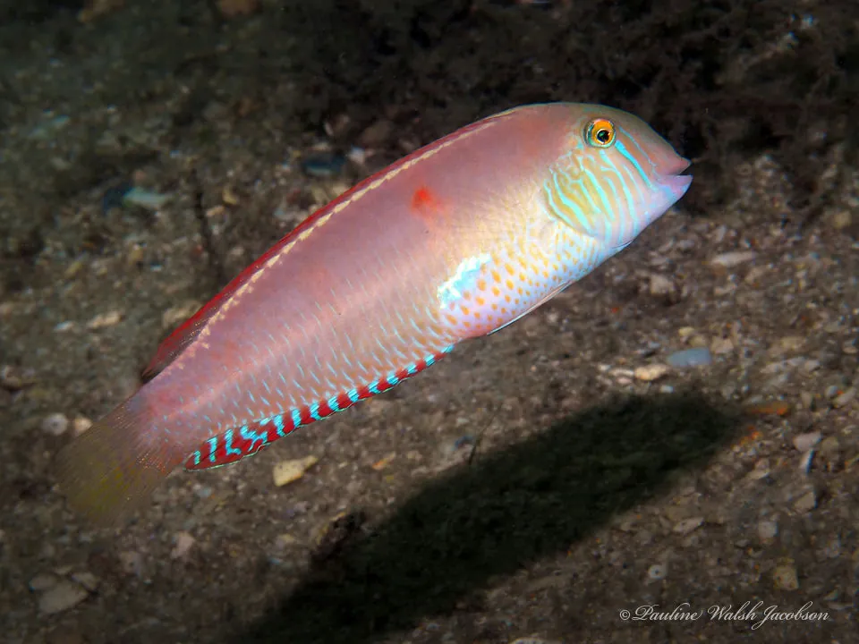 Pearly Razorfish