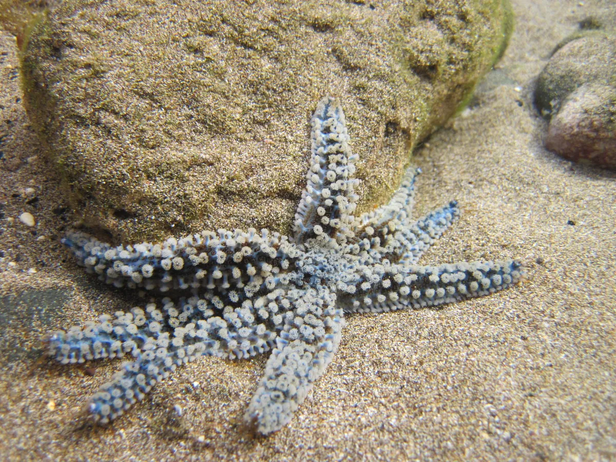 White Sea Star