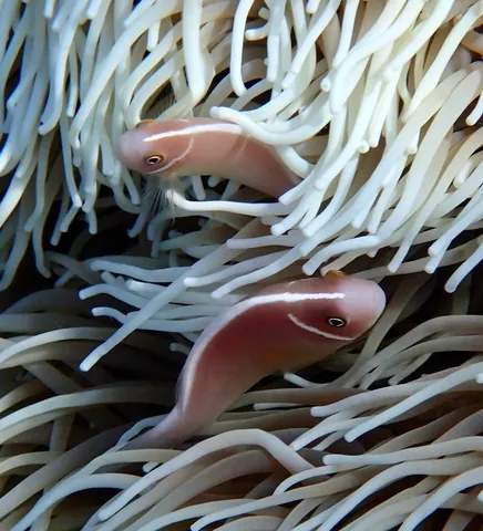 Pink anemonefish