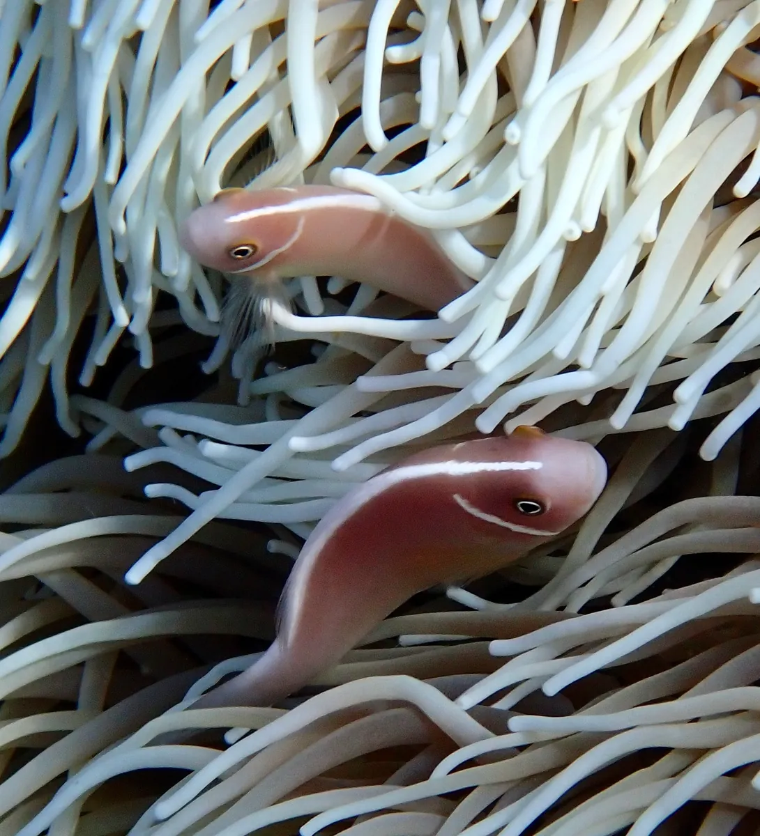 Pink anemonefish
