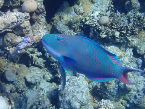 Bicolour parrotfish
