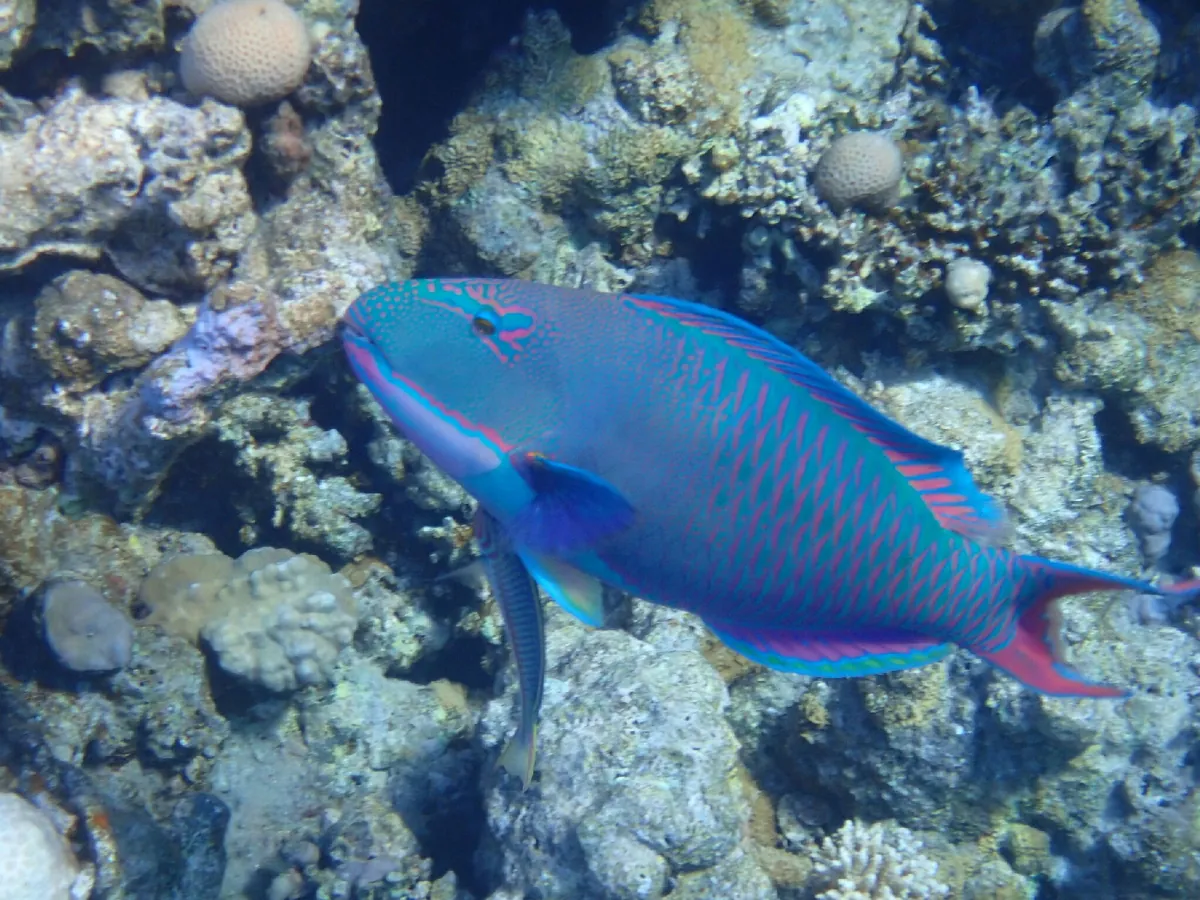 Bicolour parrotfish