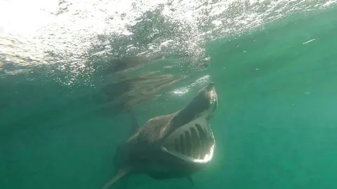 Basking Shark