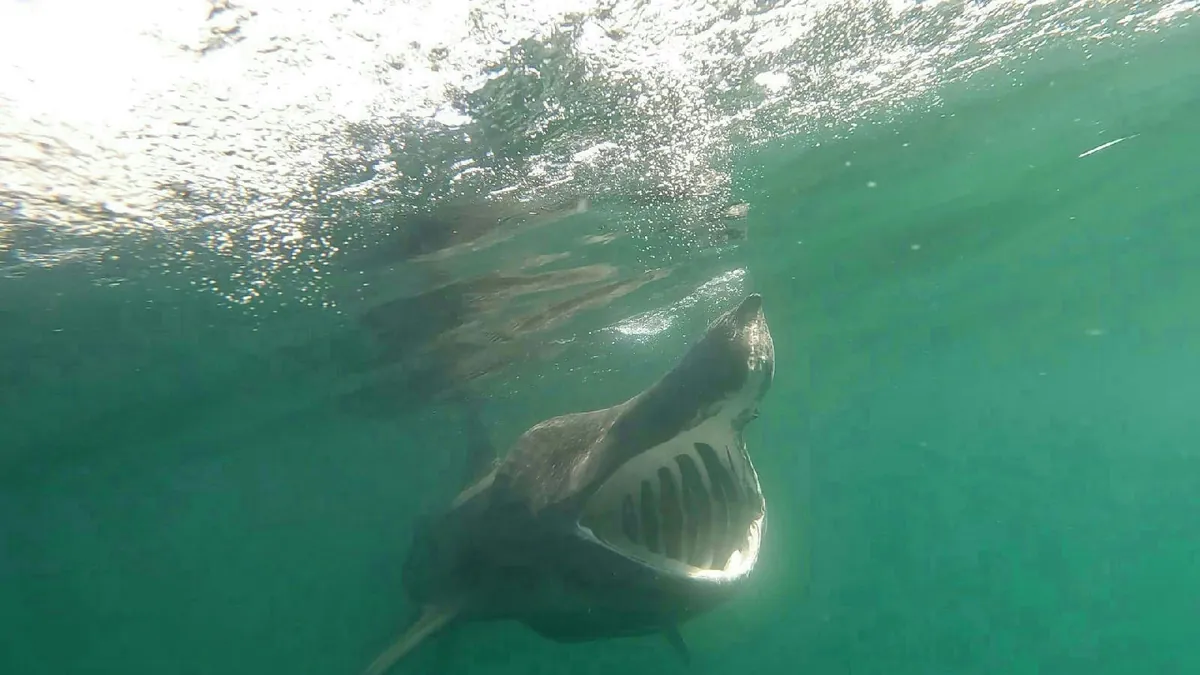 Basking Shark