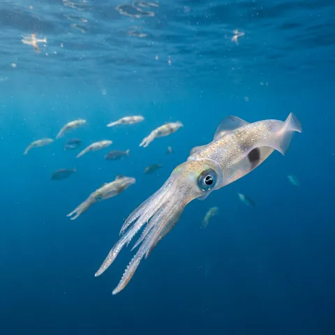 Opalescent Inshore Squid