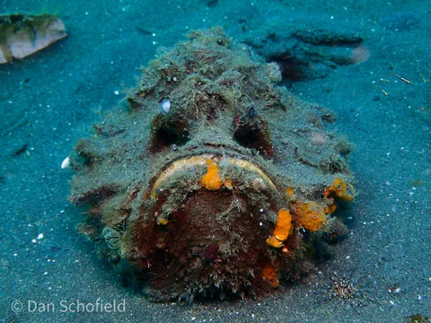Estuarine Stonefish