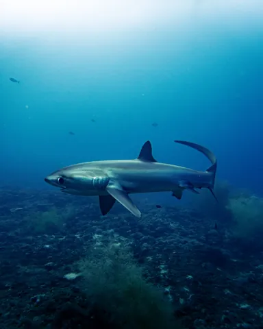 Thresher sharks