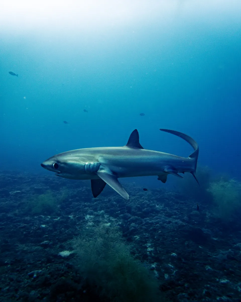 Thresher sharks