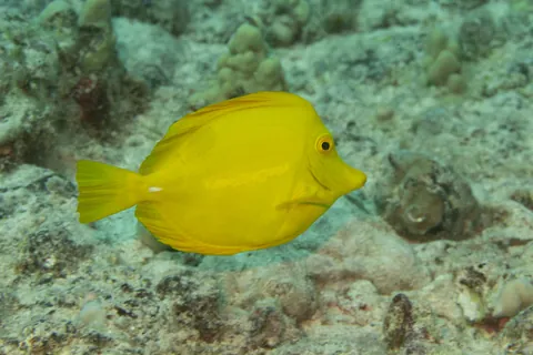 Yellow tang
