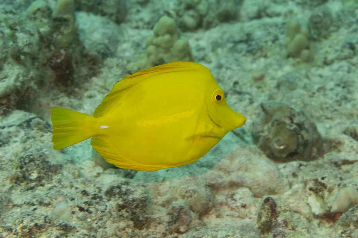 Yellow tang
