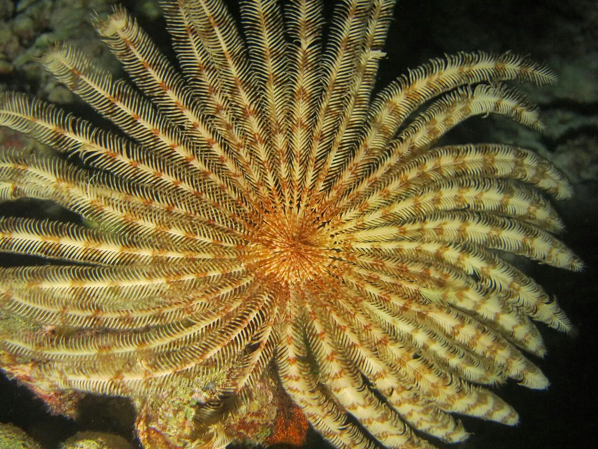 Indian feather star