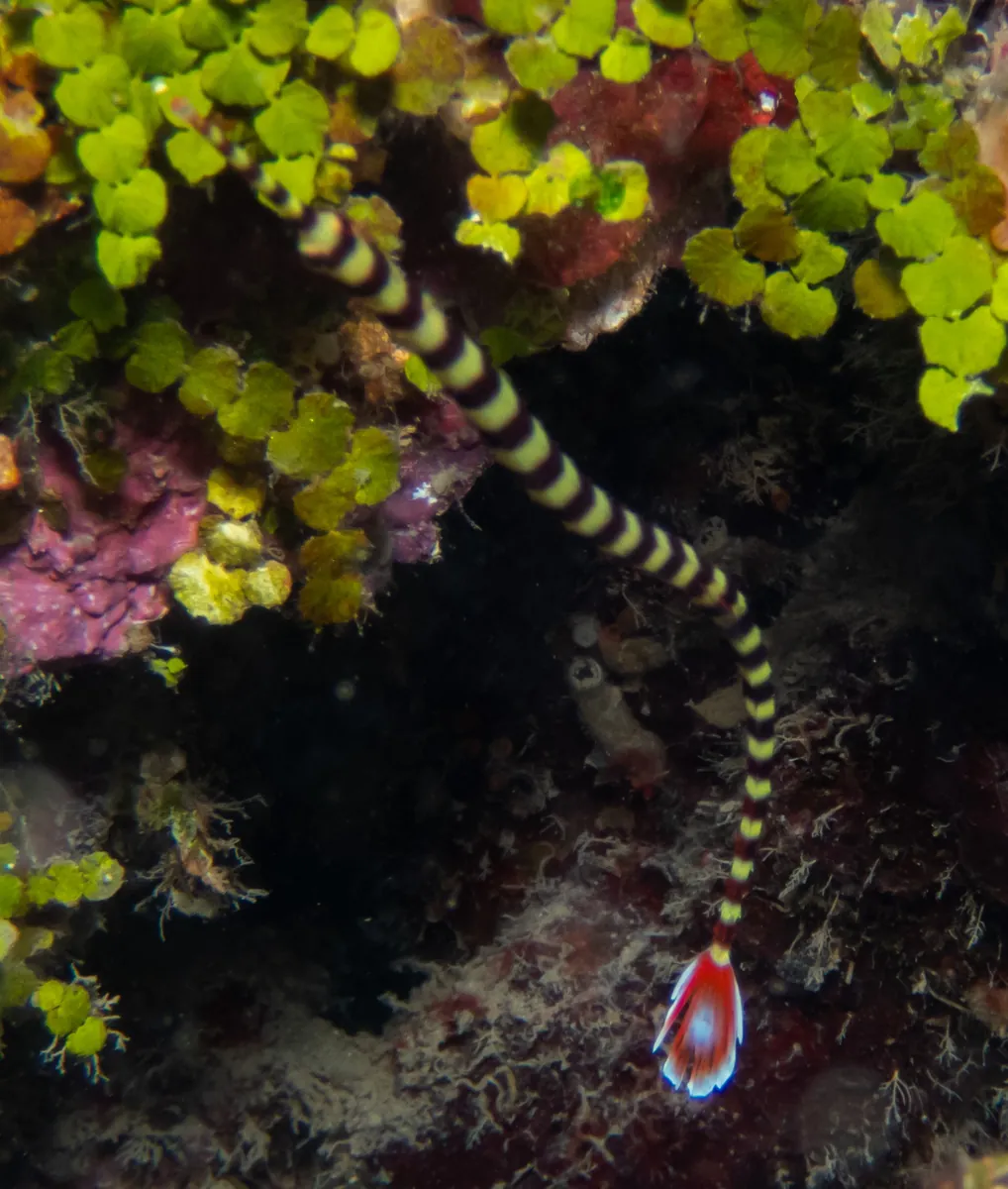 Ringed pipefish