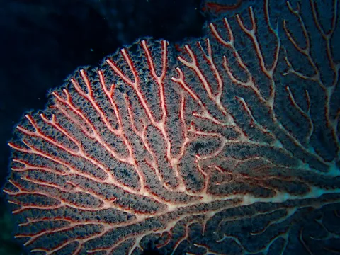 Knotted Fan Coral