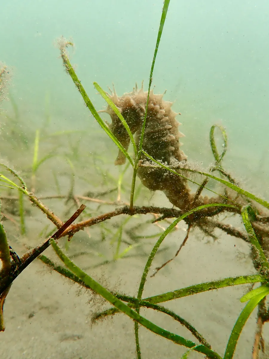 Long-snouted Seahorse