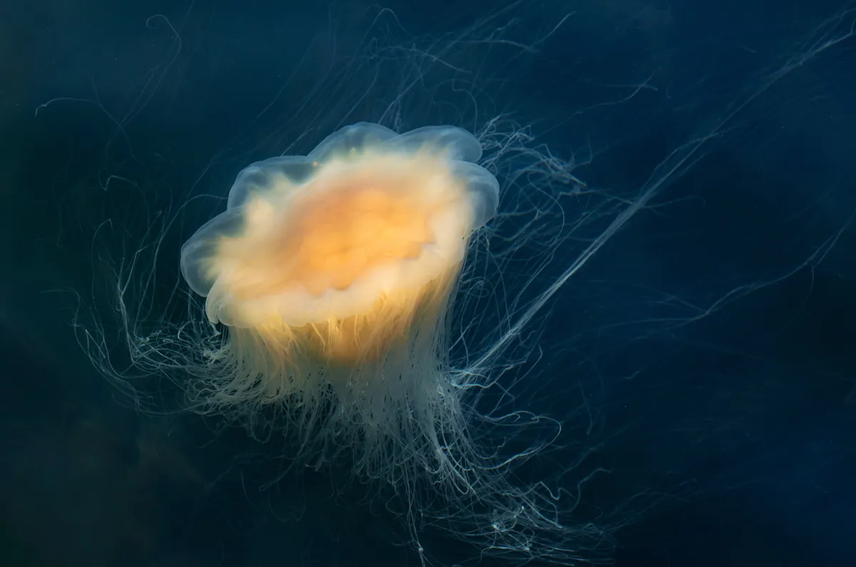 Lion's mane jellyfish