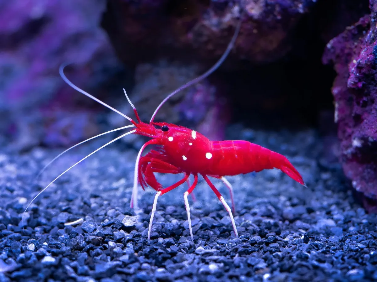 Shrimp