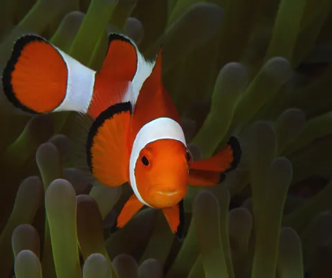 Common clownfish