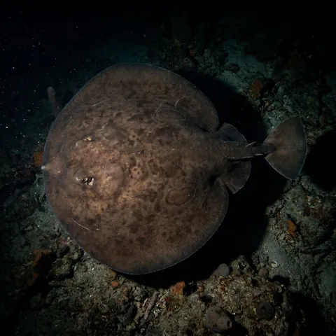 Electric ray