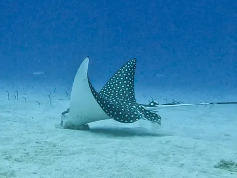 Spotted eagle ray