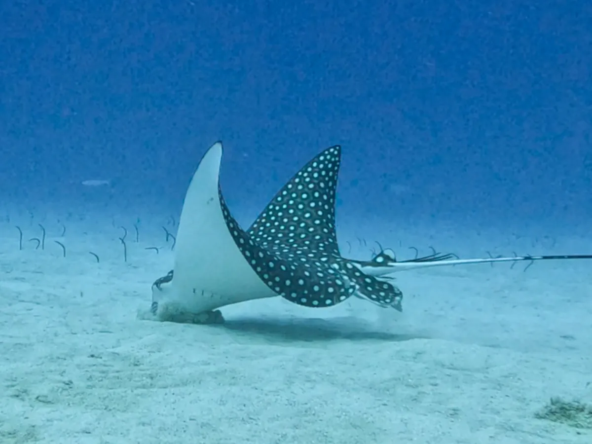 Spotted eagle ray