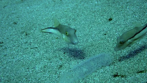 Macaronesian Sharpnose Puffer