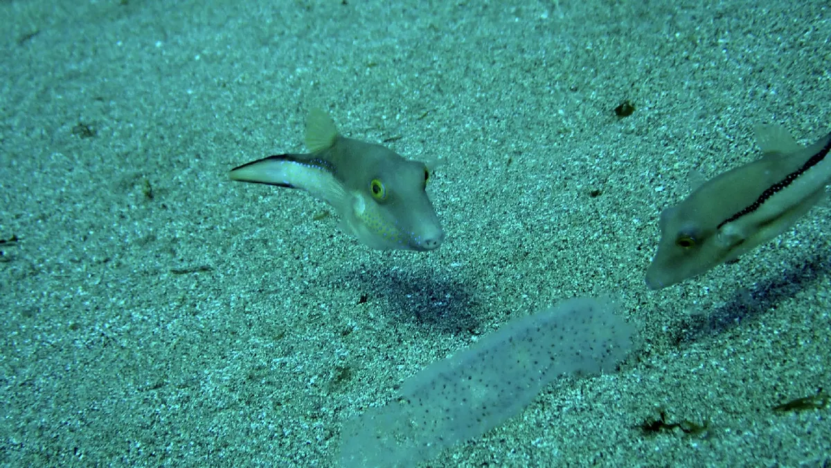 Macaronesian Sharpnose Puffer
