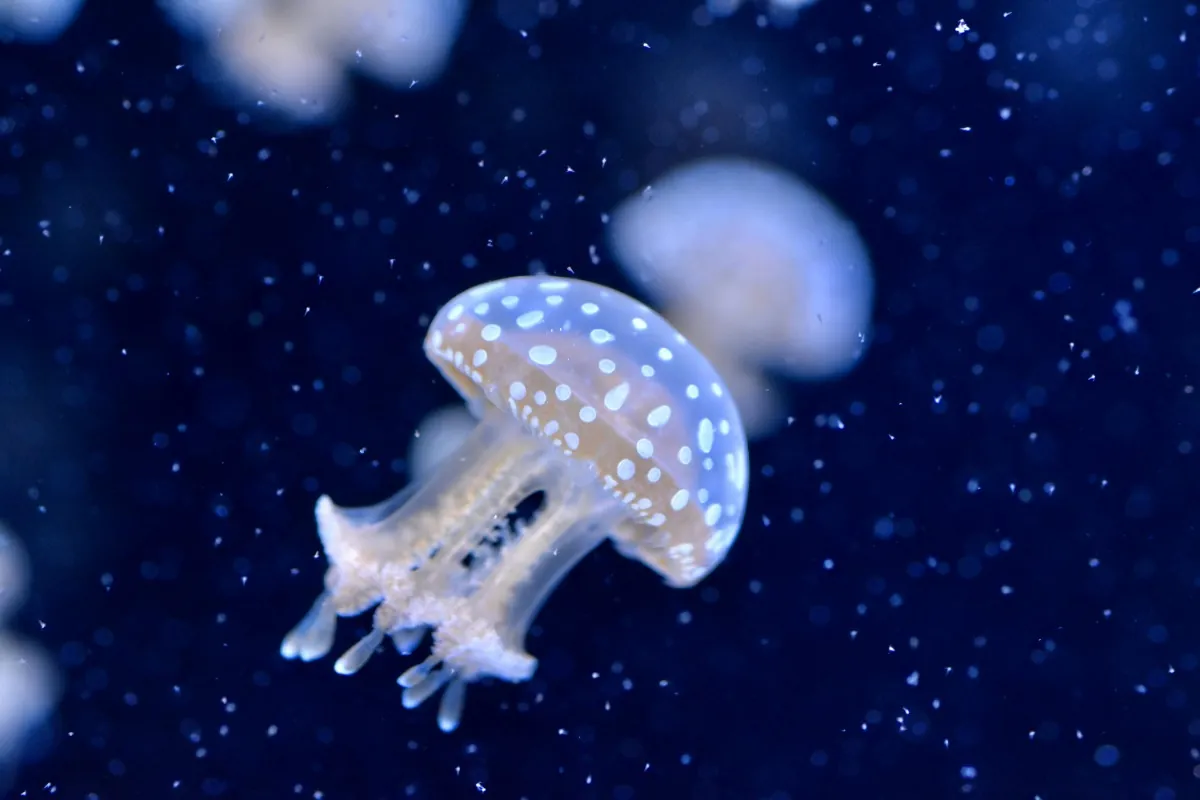 Jellyfish