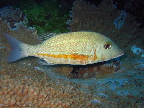 Orangestriped Emperor