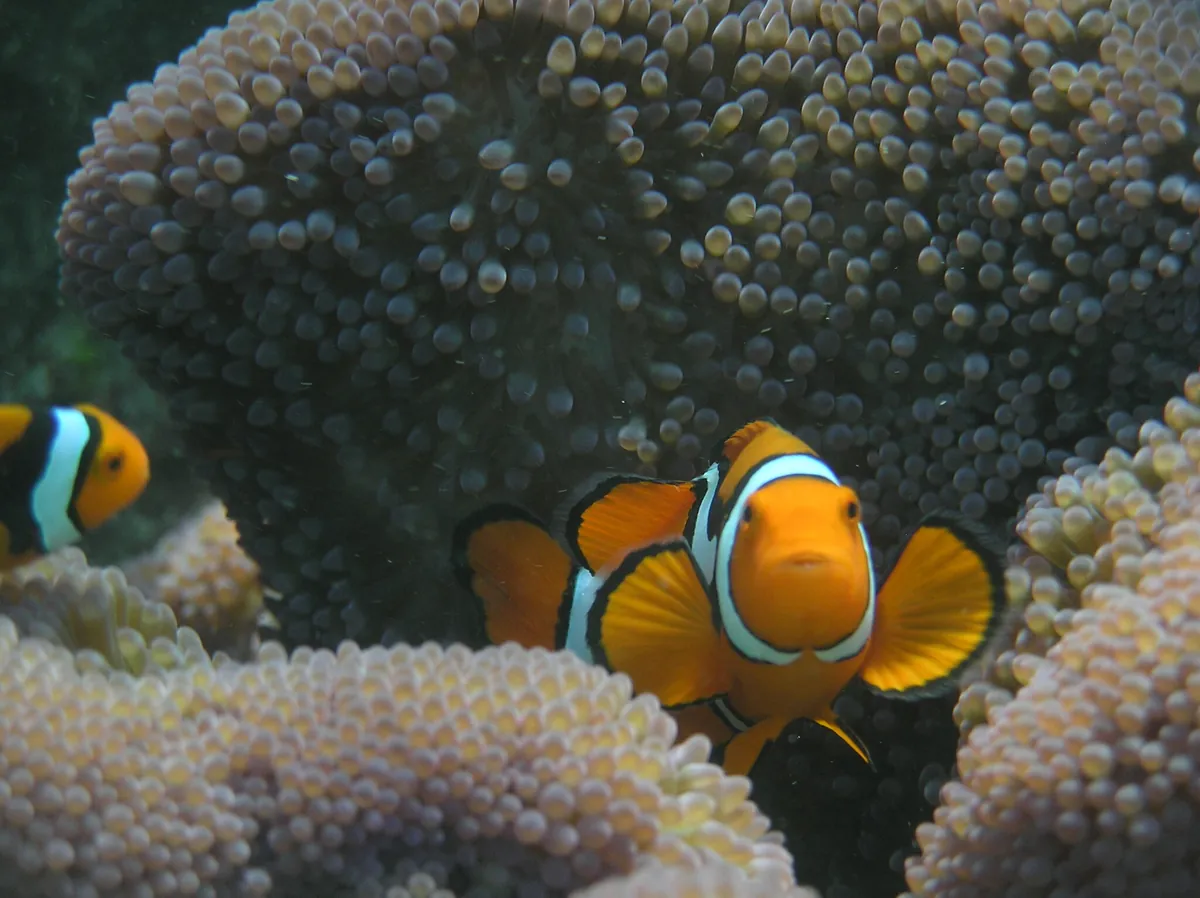 Orange clownfish
