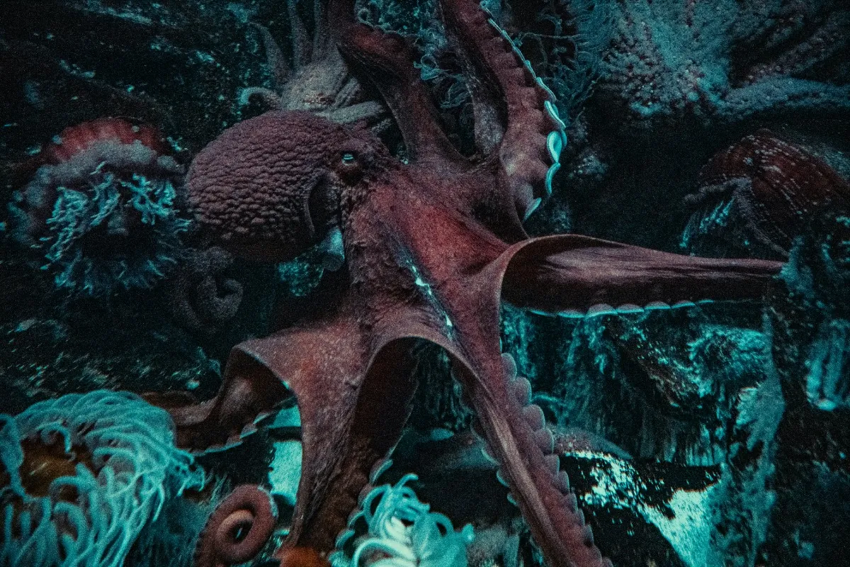 Octopuses