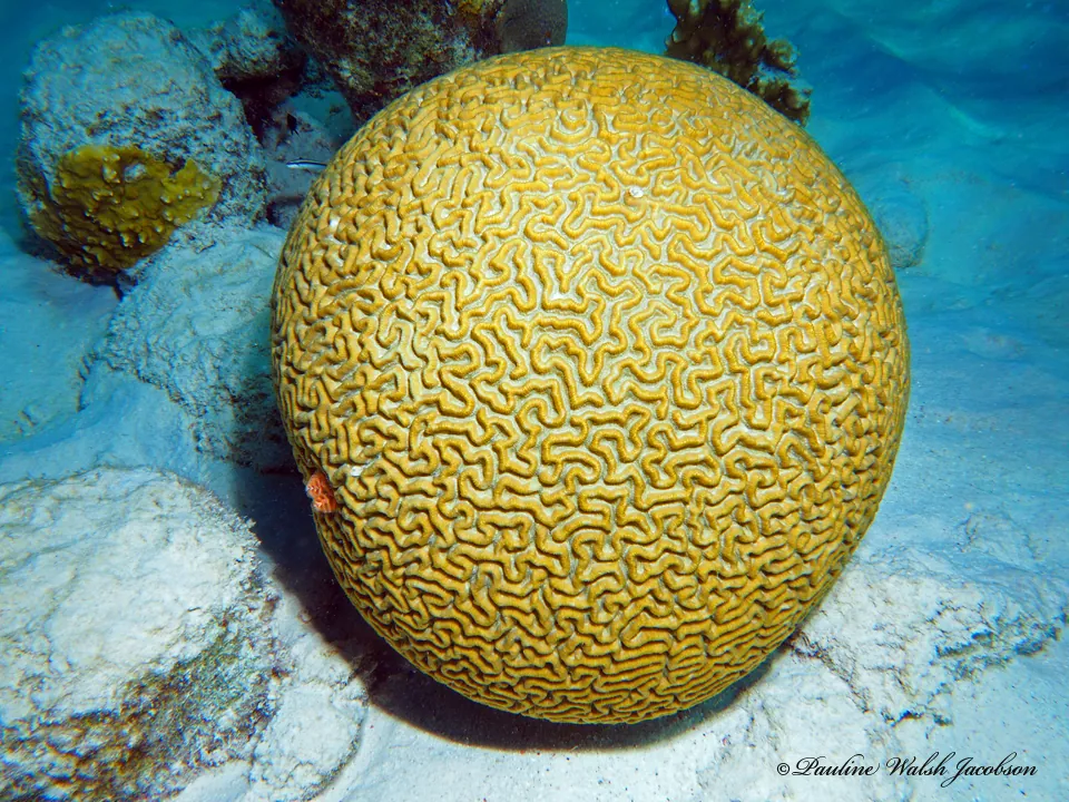 Symmetrical Brain Coral