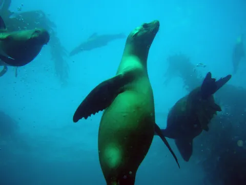 California sea lion