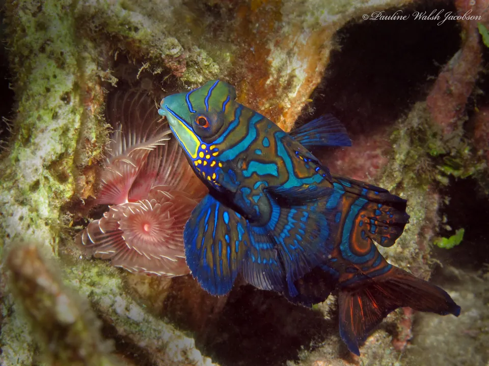 Mandarinfish