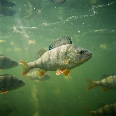 Perch