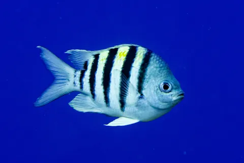 Atlantic Sergeant Major