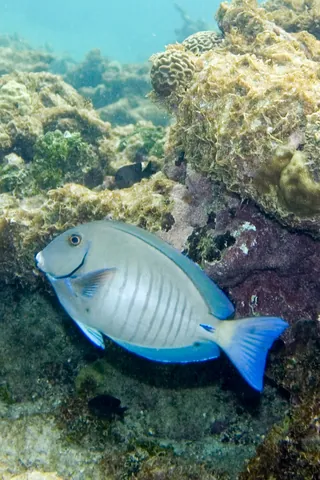 Doctorfish