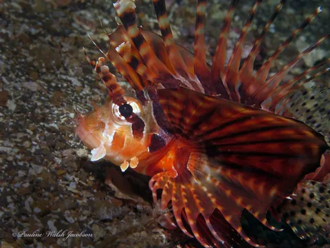 Zebra Lionfish