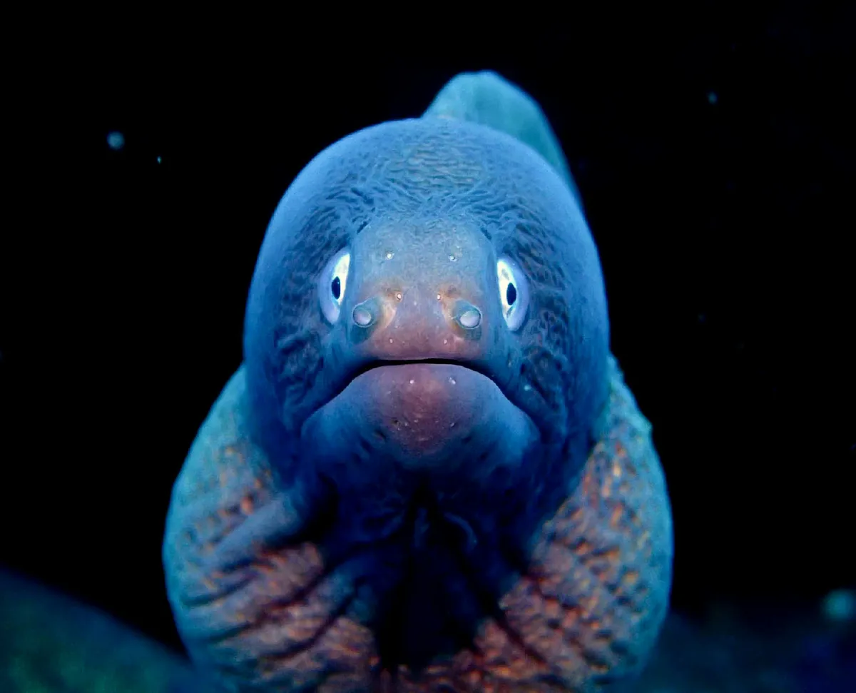 White-eyed Moray